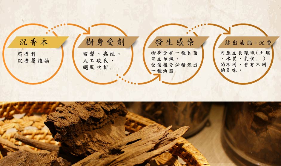 沉香形成的過程與解說