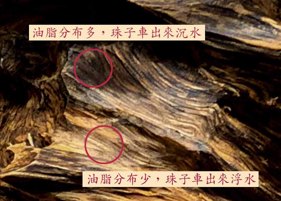 沉香木油脂分布決定車珠
